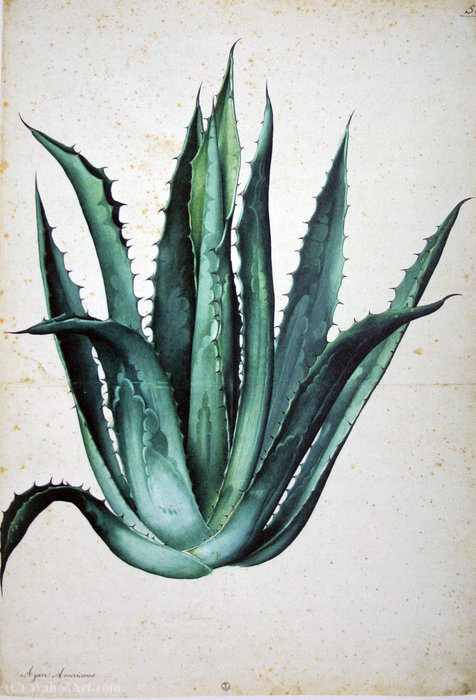 Agave Americana — ヤコポ・リゴッツィ