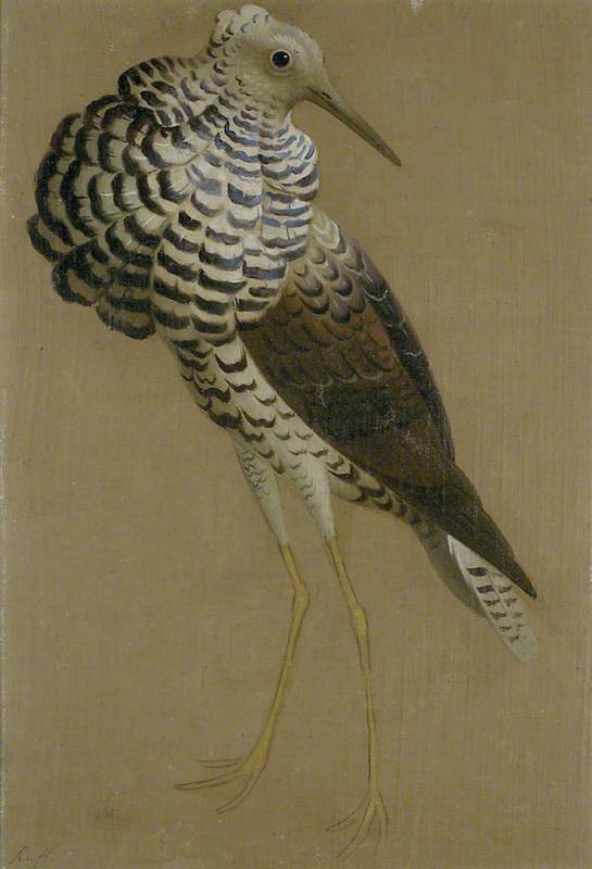 Study Of A Ruff — Sir Edwin Henry Landseer