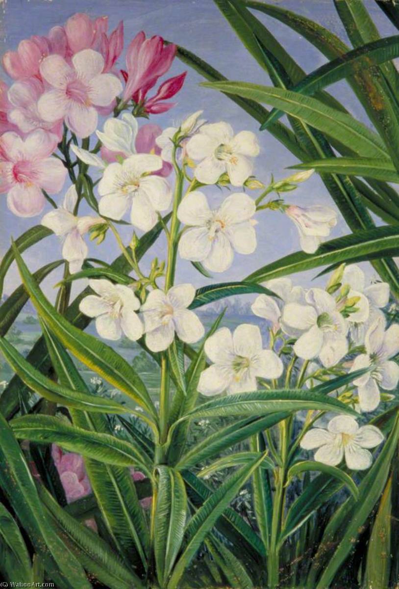 The Oleander — Марианна Норт