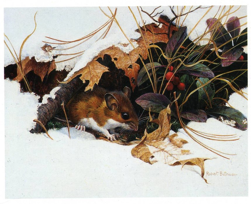 Untitled (355) — Robert Bateman