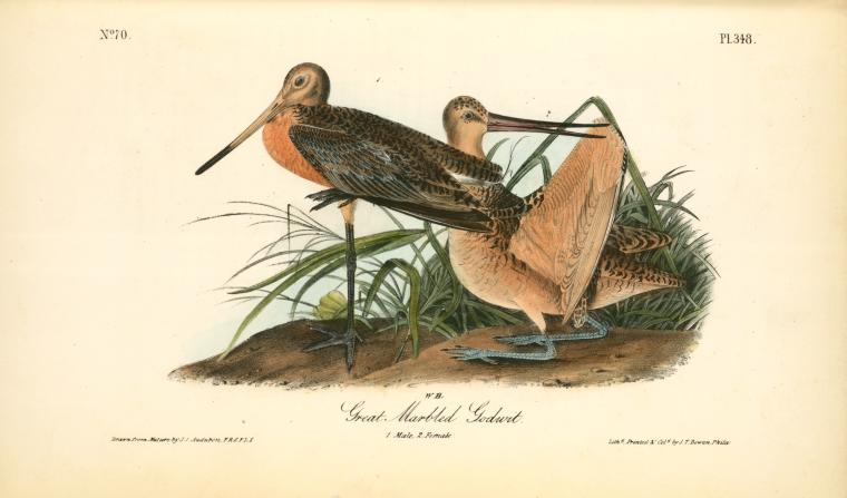 Great Marbled Godwit. 1. Male. 2. Female — John James Audubon