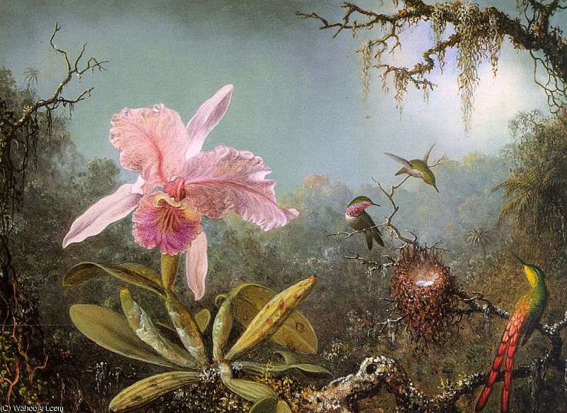 Cattelya Orchid And Three Brazilian Hummingbirds — Martin Johnson Heade