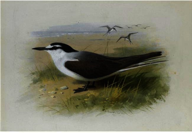 A Lesser Sooty Tern — Archibald Thorburn