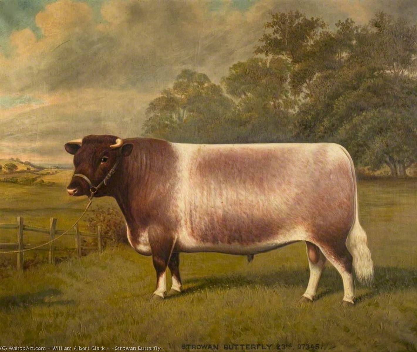 'strowan Butterfly' — William Albert Clark