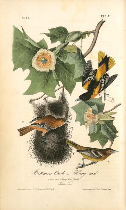 Baltimore Oriole, Or Hang-nest. 1. Male Adult. 2. Young Male. 3. Female. (tulip Tree) — John James Audubon