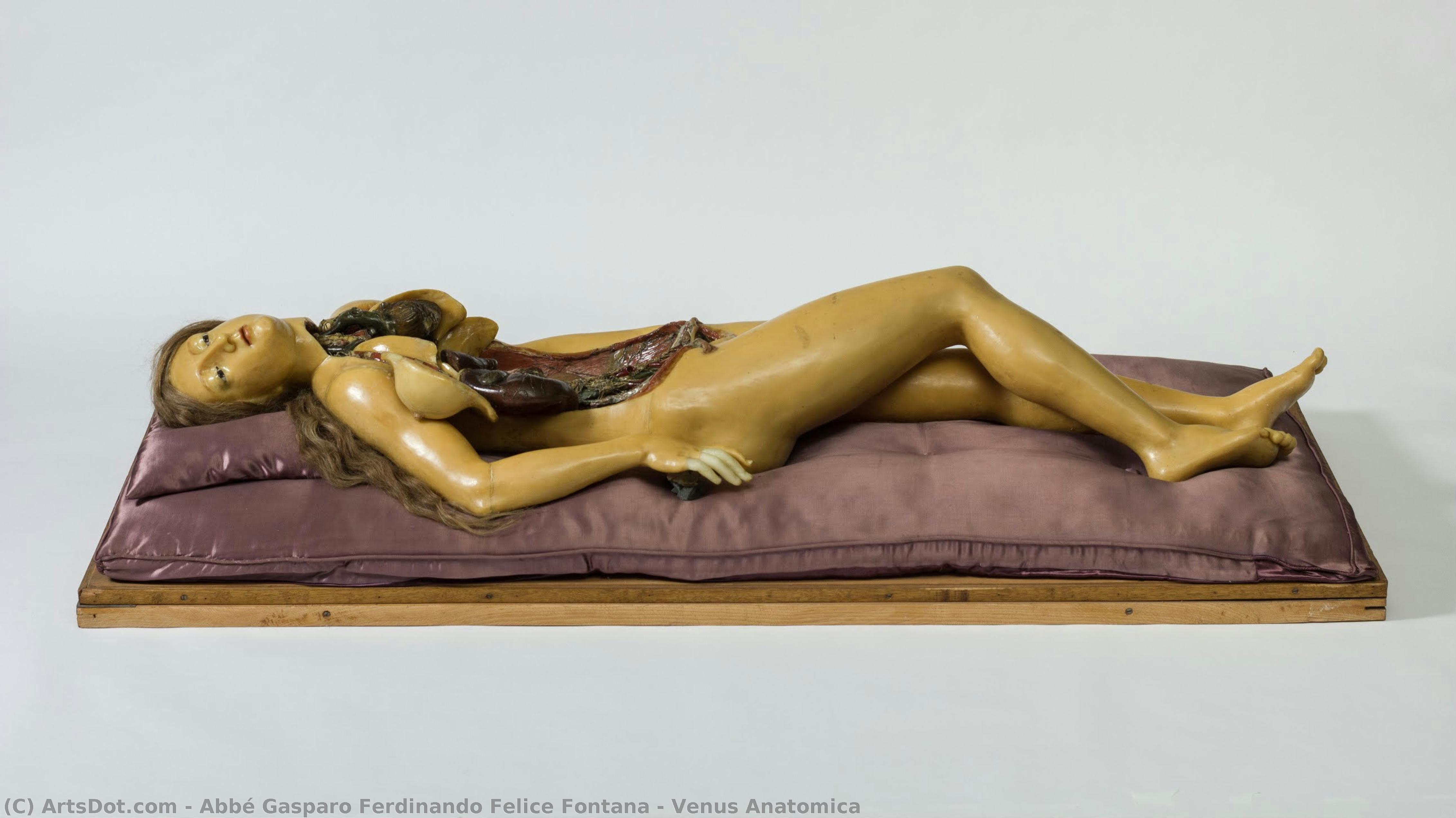 Venus Anatomica — Abbé Gasparo Ferdinando Felice Fontana