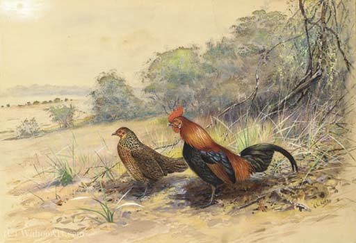 Cock And Hen In A Landscape — George Edward Lodge