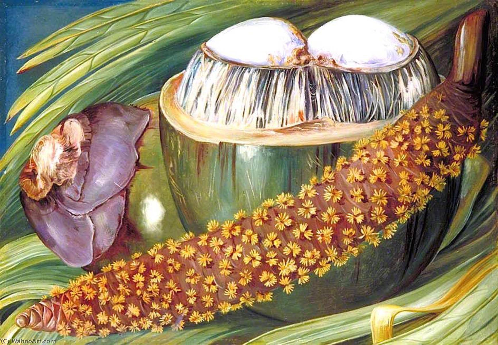 Male Inflorescence And Ripe Nuts Of The Coco De Mer, Seychelles — Marianne North