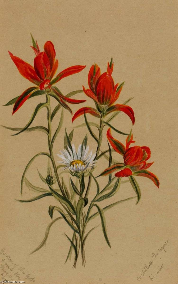 Indian Paintbrush (castilleja Rhexifolia) — Mary Vaux Walcott