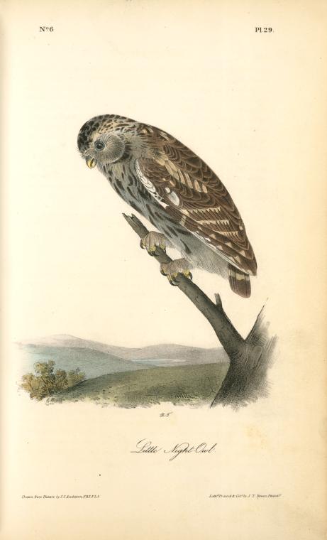 Little Night-owl — John James Audubon