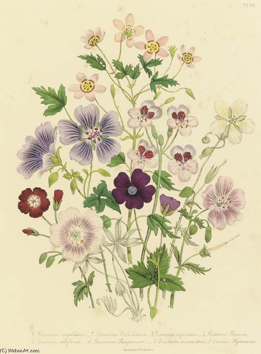 The Ladies' Flower Garden - — Jane Loudon