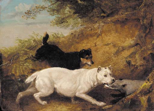 Terriers Attacking A Badger — Джордж Армфилд (смит)