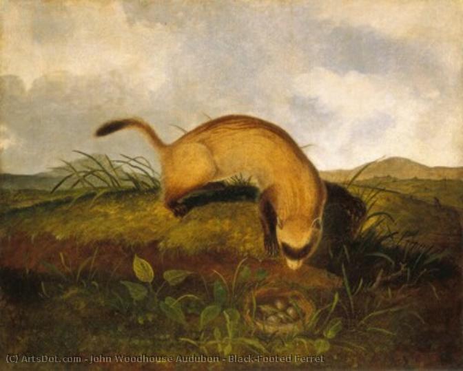 Black-footed Ferret — John Woodhouse Audubon