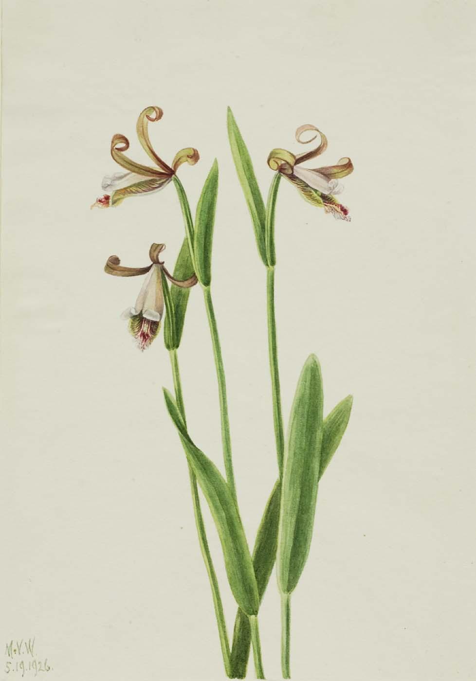 Rosebud Orchid (pogonia Divaricata) — Mary Vaux Walcott