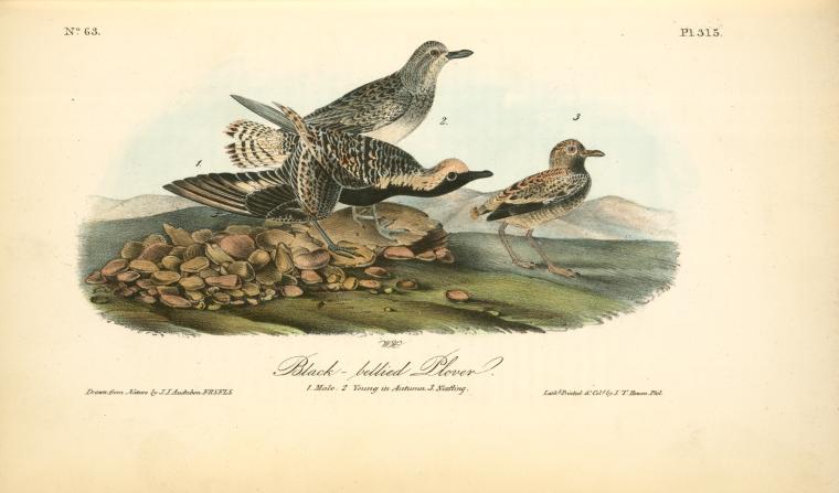 Black-bellied Plover. 1. Male. 2. Young In Autumn. 3. Nesting — John James Audubon