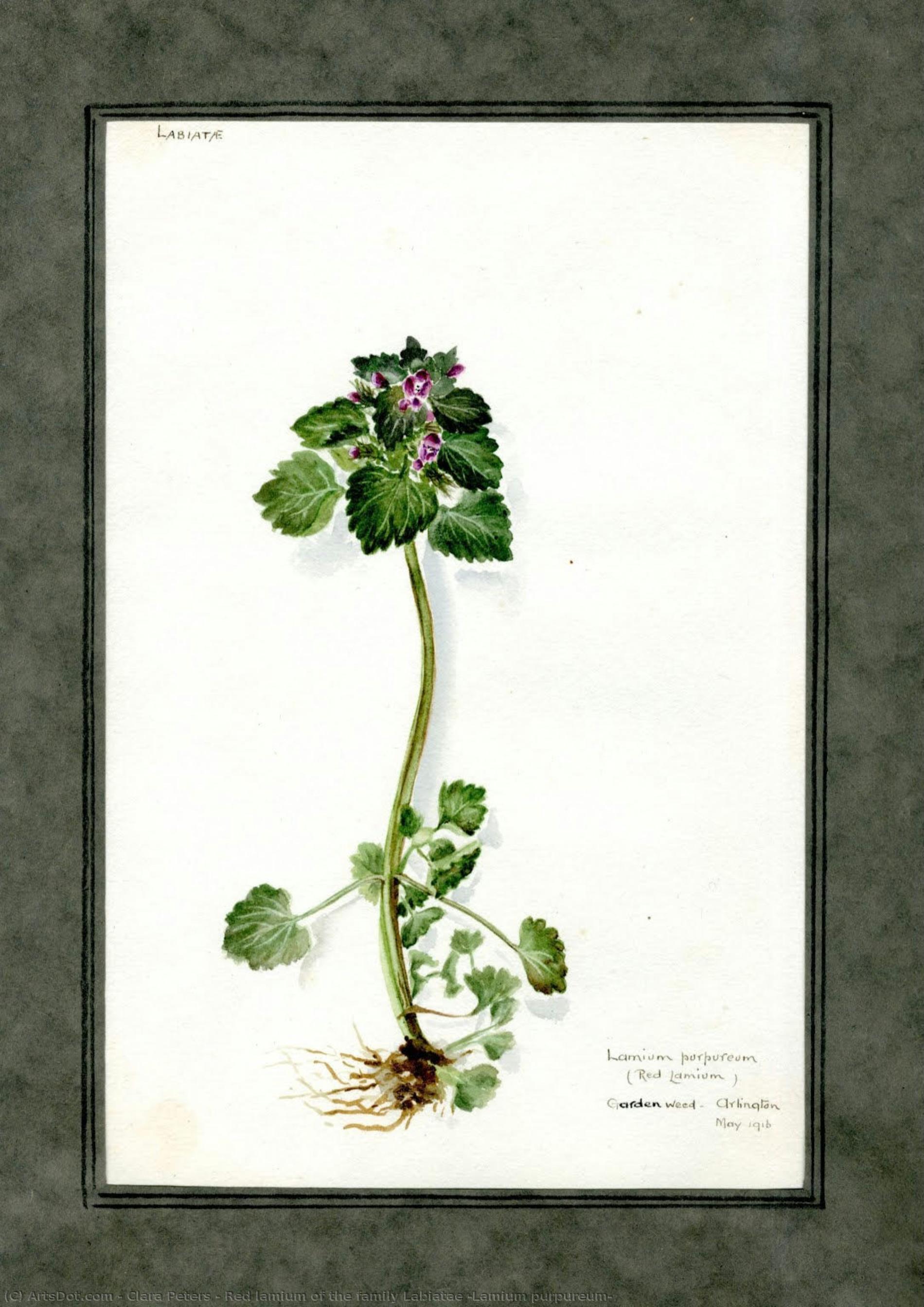 Red Lamium Of The Family Labiatae (lamium Purpureum) — Clara Peeters