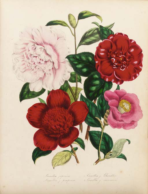 The Ladies' Flower Garden - (14) — Jane Loudon