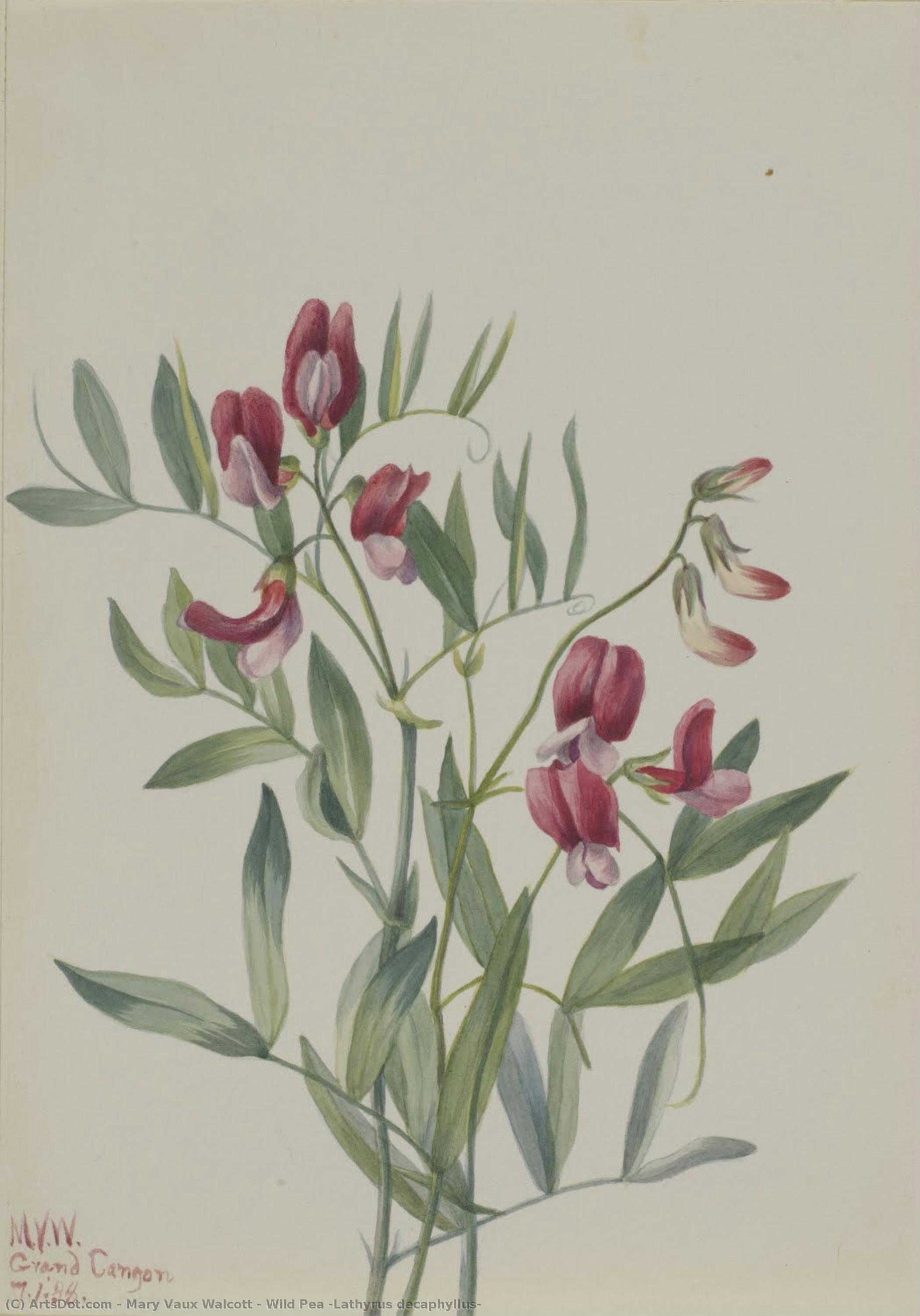 Wild Pea (lathyrus Decaphyllus) — Mary Vaux Walcott