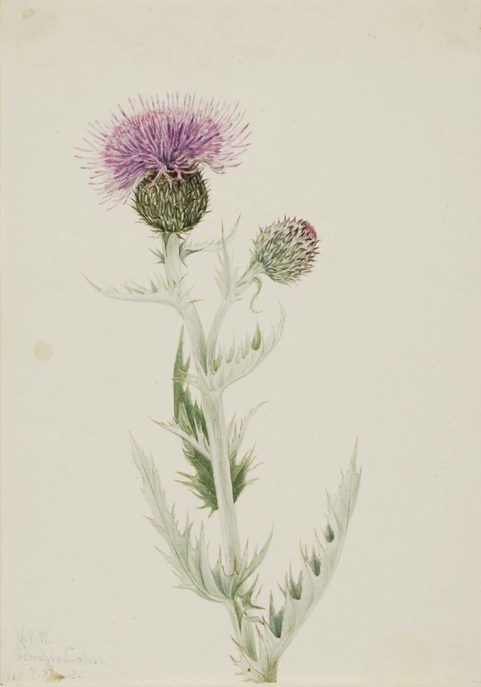 Prairie Thistle (cirsium Undulatum) — Mary Vaux Walcott