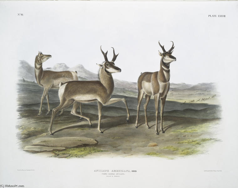 Antilope Americana, Prong-horned Antelope — John James Audubon