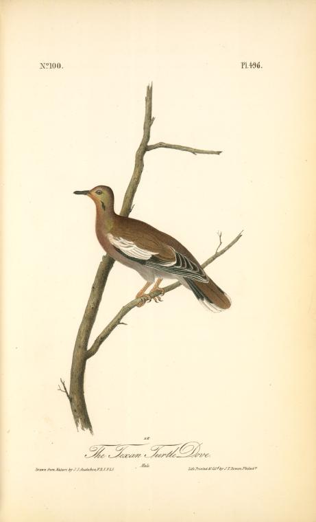 Texan Turtle-dove. Male — John James Audubon