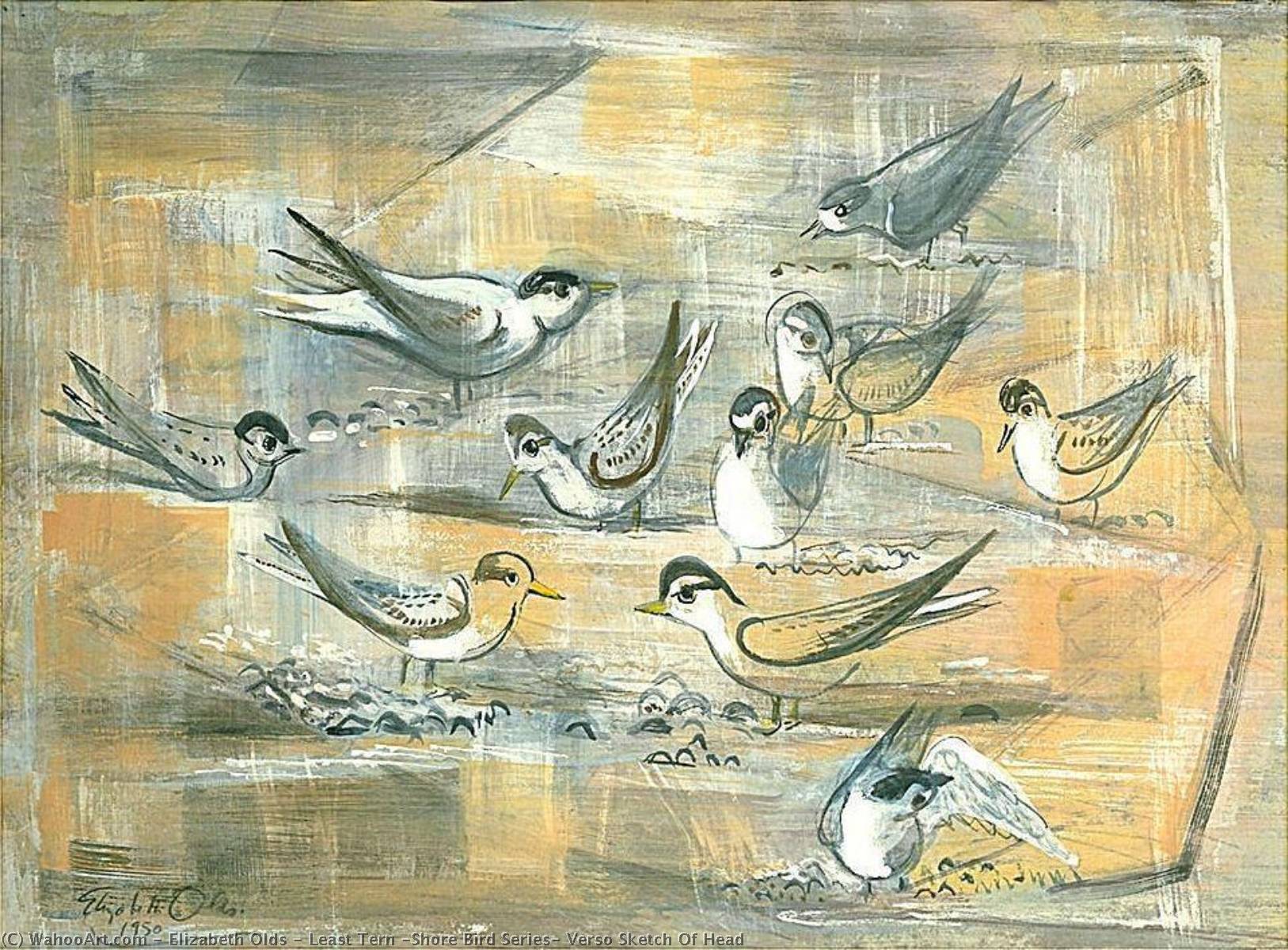 Least Tern (shore Bird Series) Verso Sketch Of Head — Elizabeth Olds