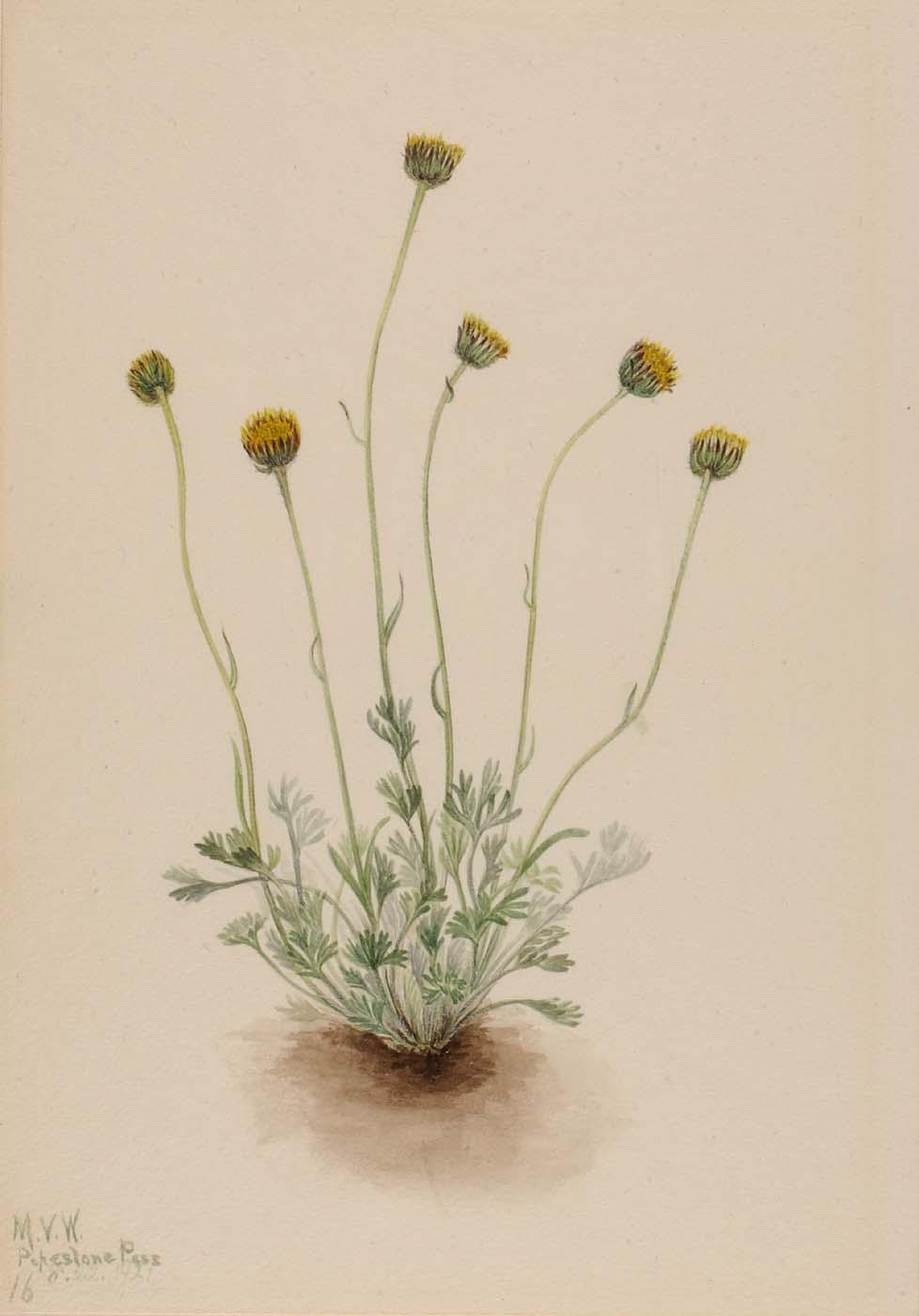 Cut Leaf Fleabane (erigeron Compositus Nudus) — Mary Vaux Walcott