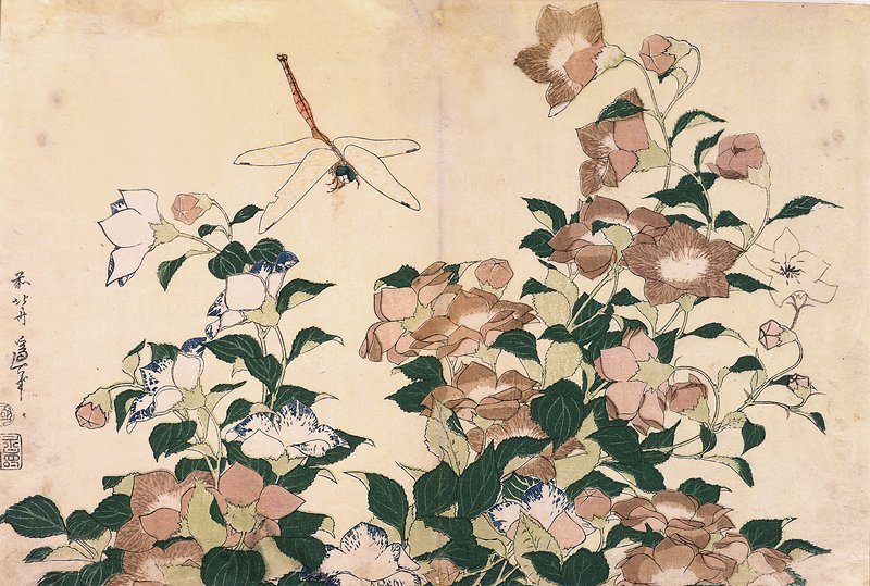 Chinese Bellflowers And Dragonfly — Katsushika Hokusai