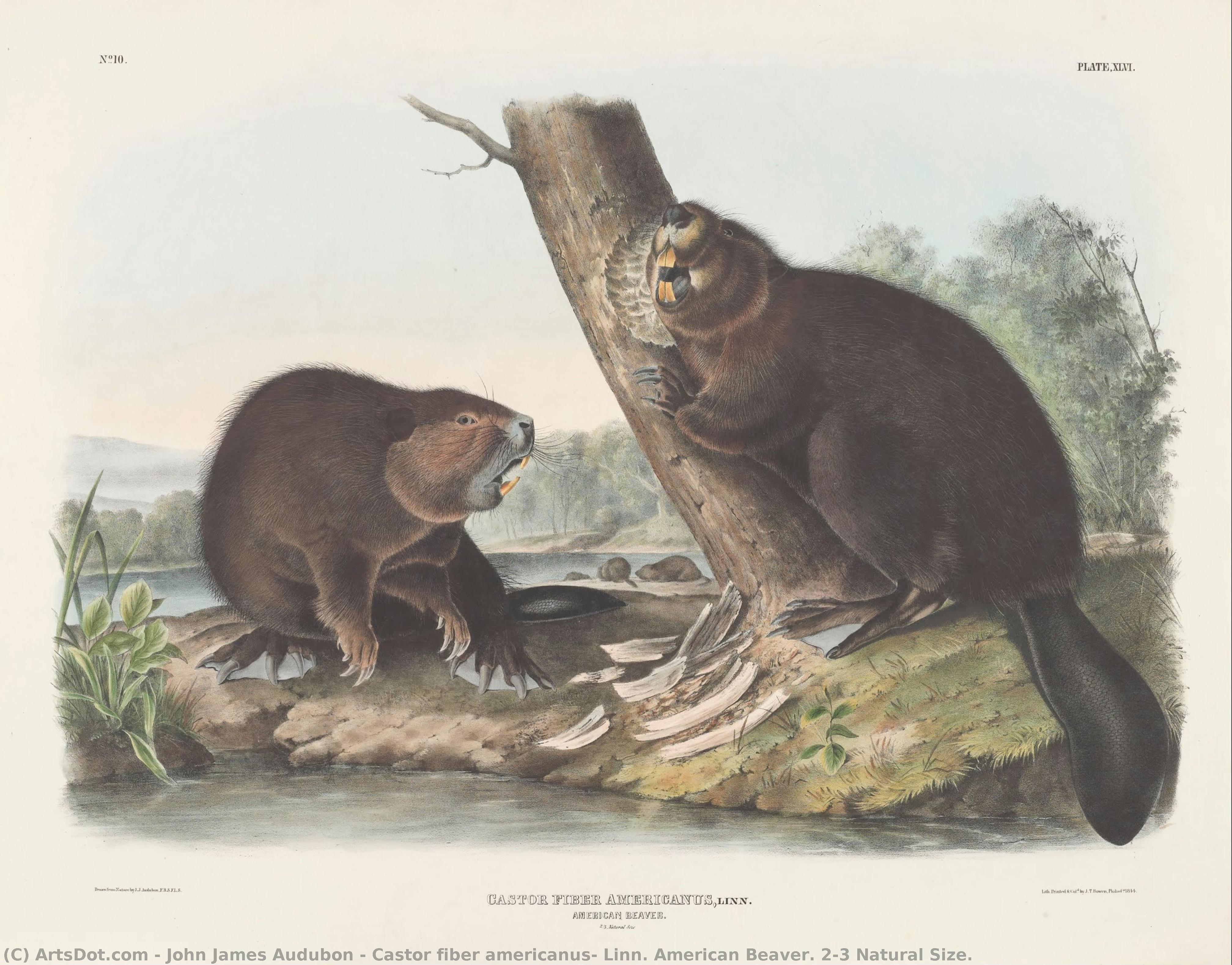 Castor Fiber Americanus, Linn. American Beaver. 2/3 Natural Size. — John James Audubon