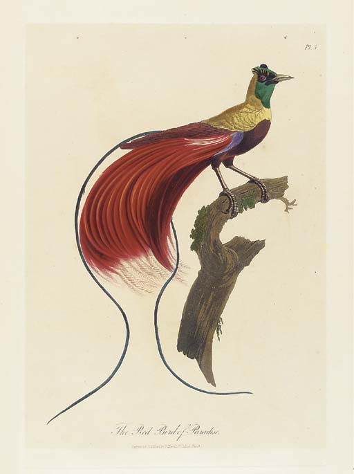 A Collection Of The Birds Of Paradise — Robert Havell