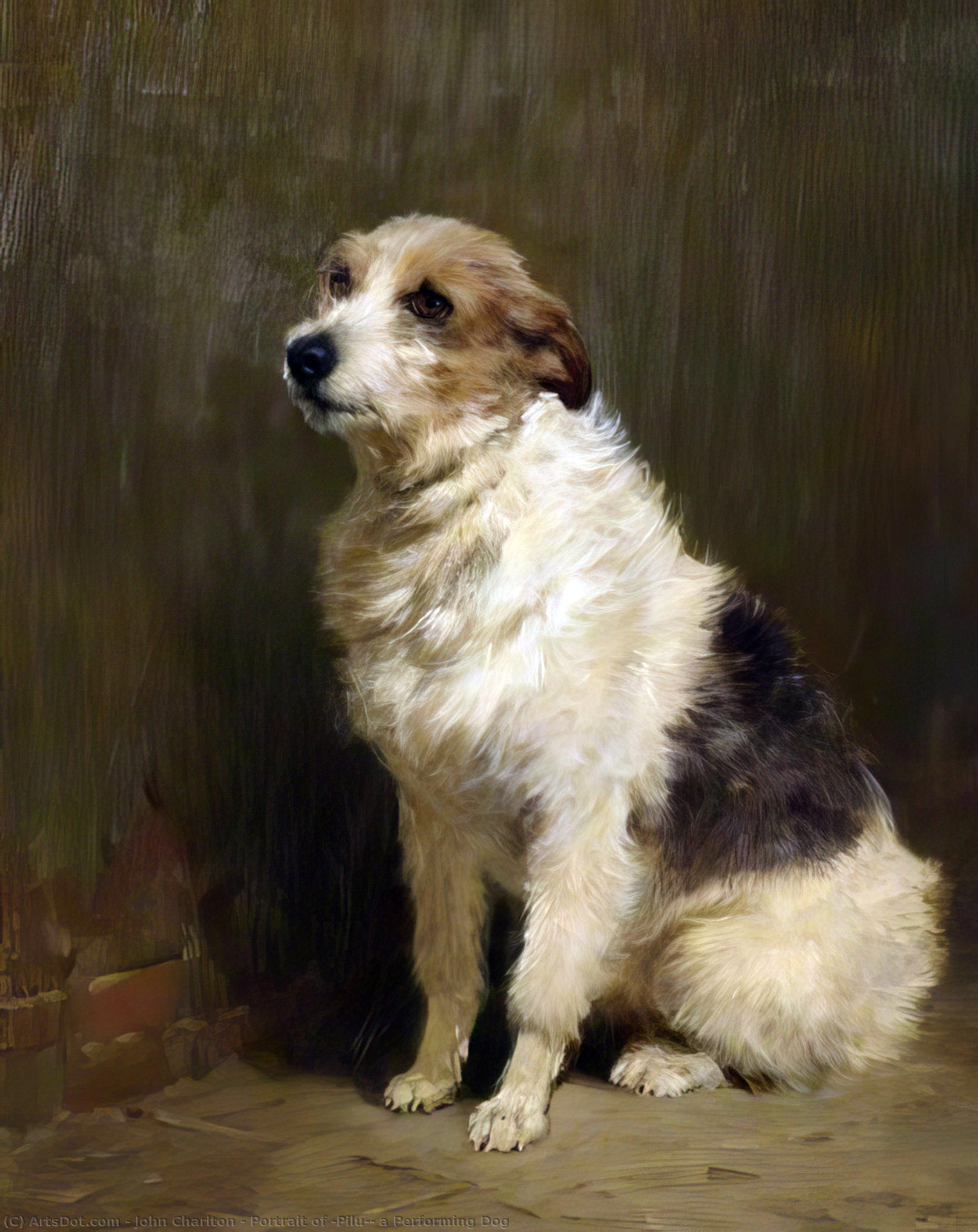 Portrait Of 'pilu', A Performing Dog — John Charlton