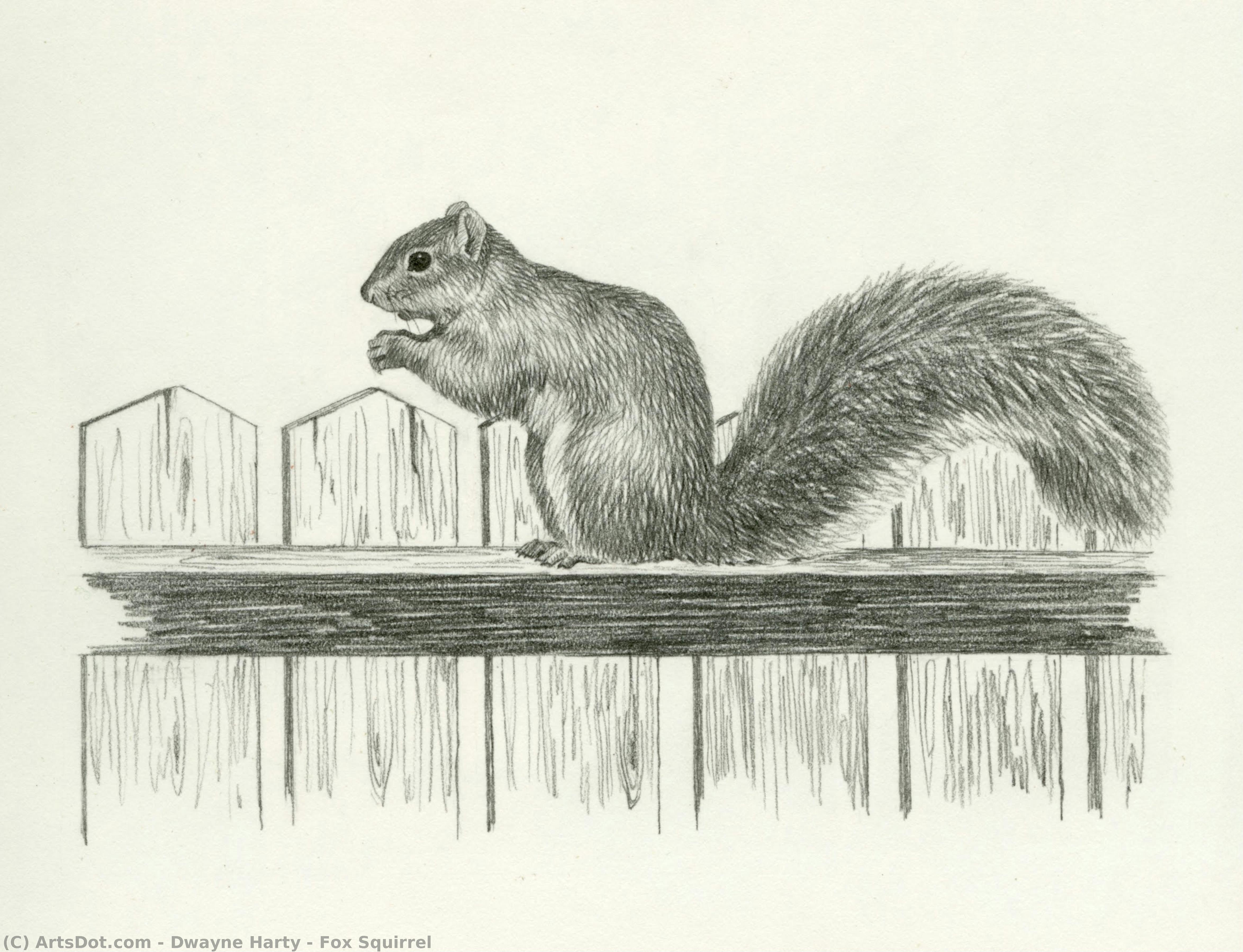 Fox Squirrel — Dwayne Harty