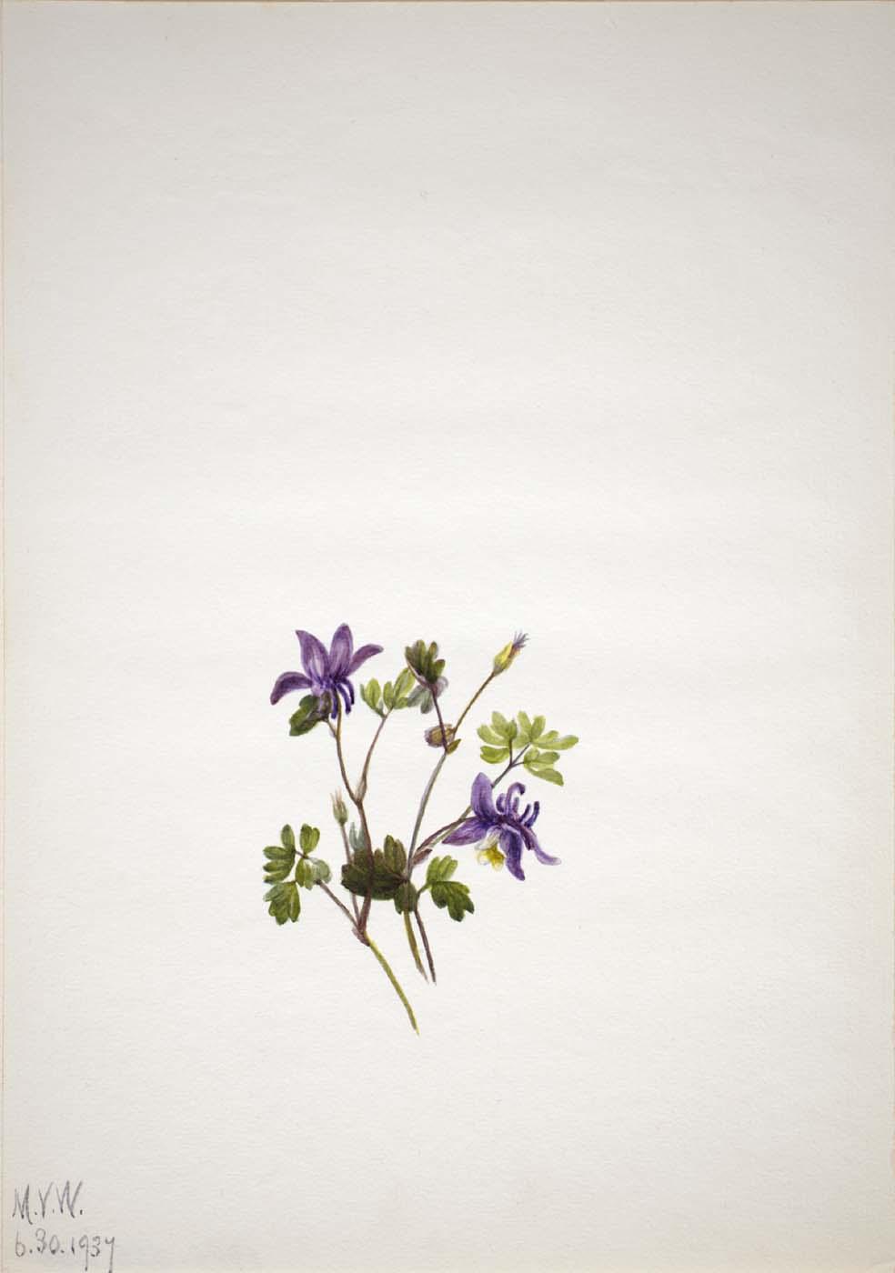 Blue Columbine (aquilegia Saximontana) — Mary Vaux Walcott