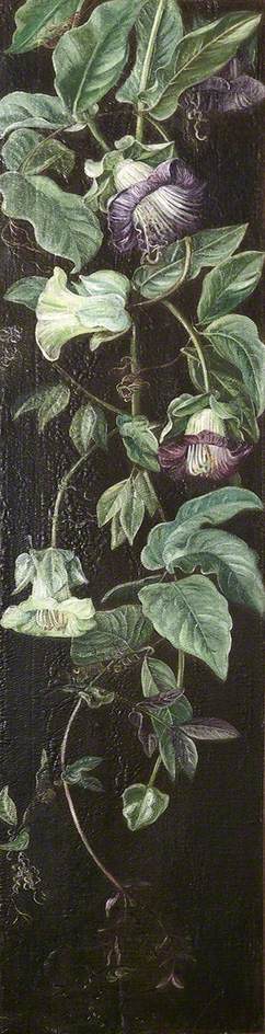 Climbing Plant With Purple Flowers On A Black Background — Marianne North