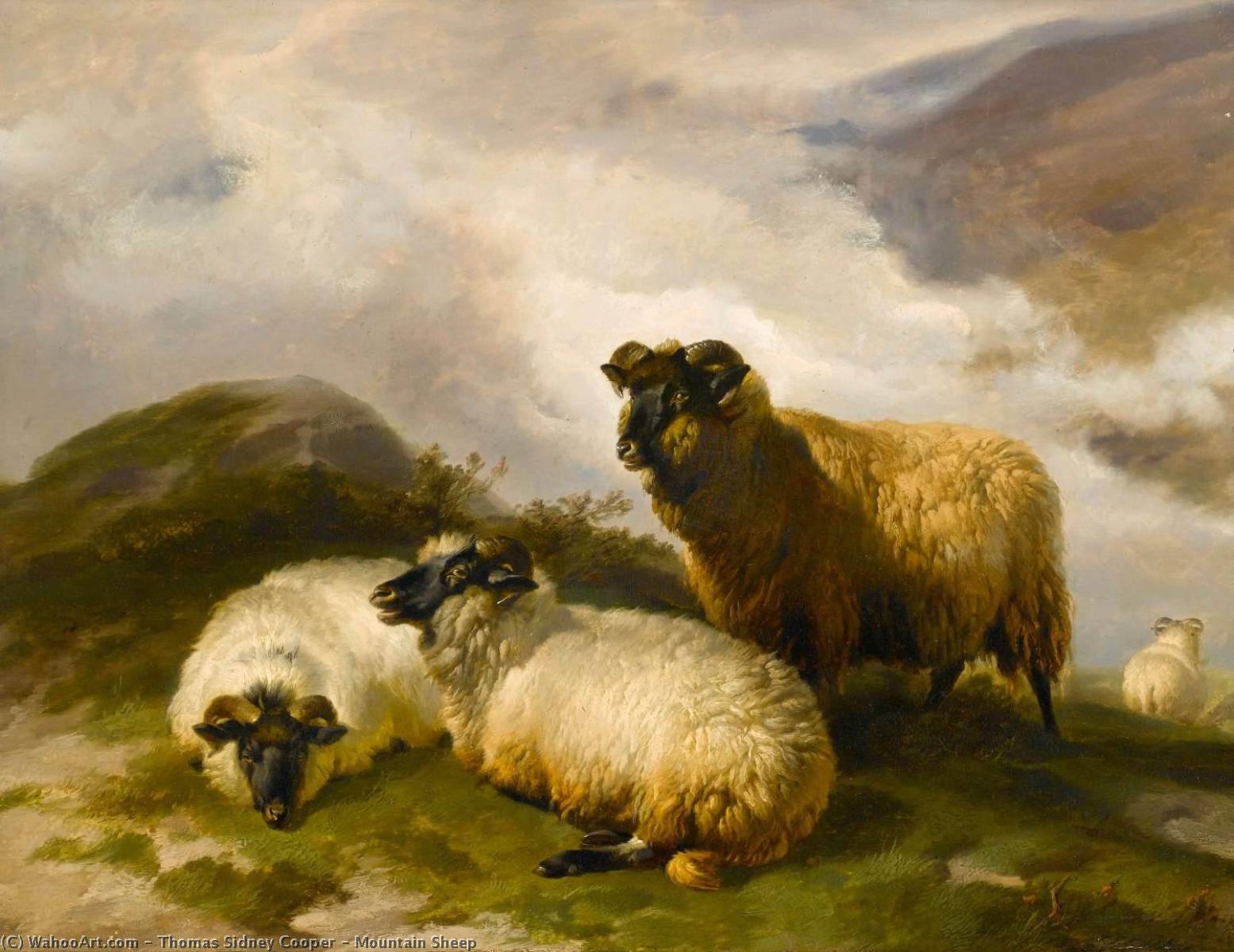 Mountain Sheep — トーマス・シドニー・クーパー