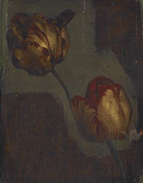 Tulipes Etude De Tulipes — Moïse Jacobber