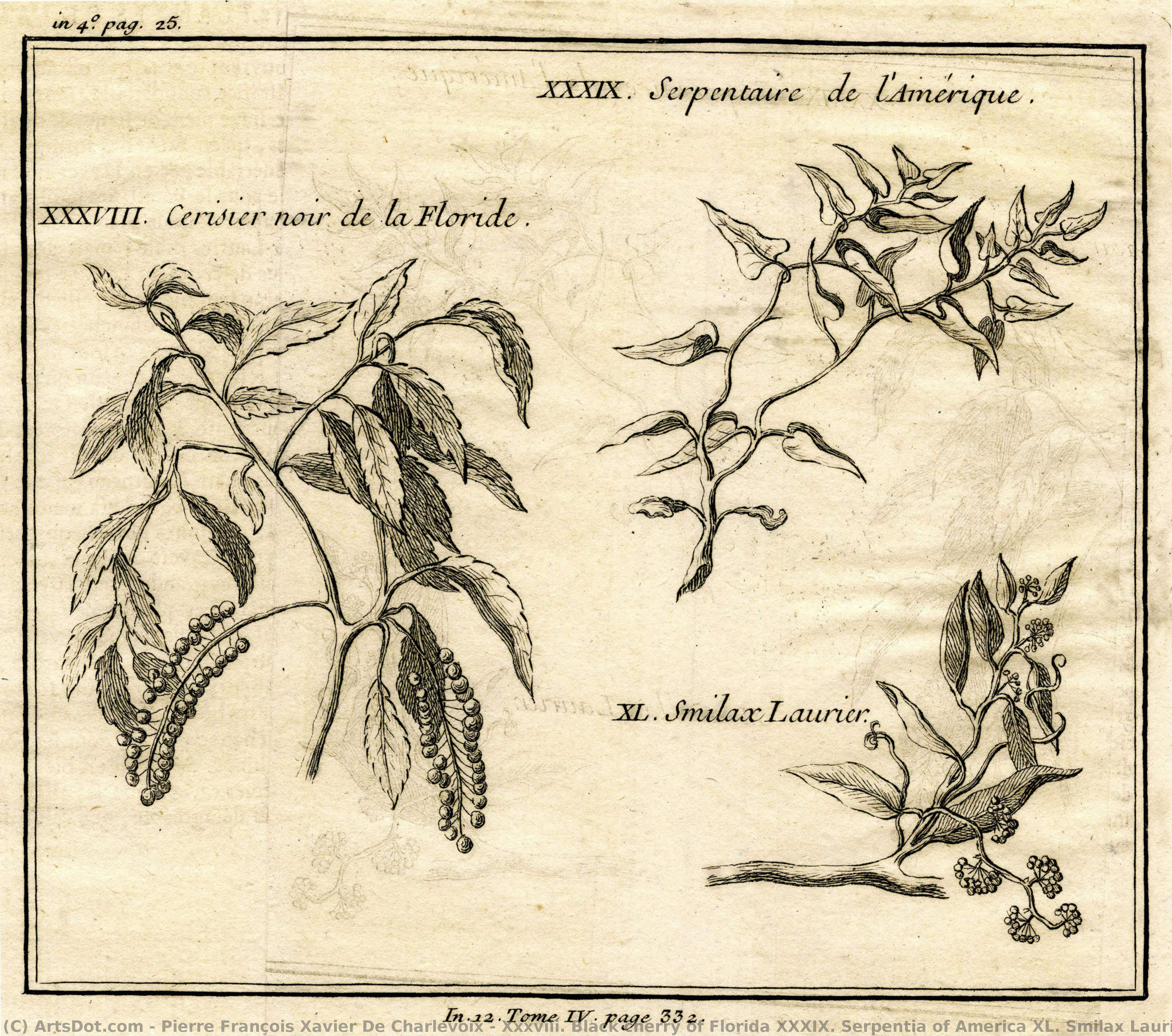 Xxxviii. Black Cherry Of Florida Xxxix. Serpentia Of America Xl. Smilax Laurier — Pierre François Xavier De Charlevoix