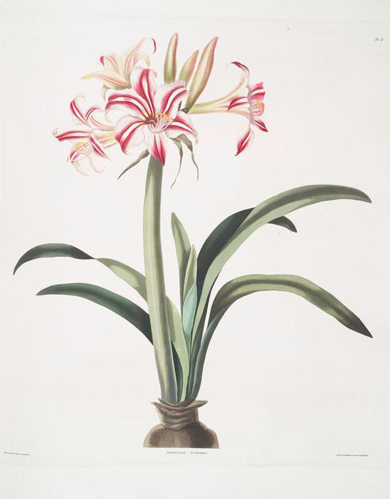 Ameryllis Superba (vittata) — Robert Havell