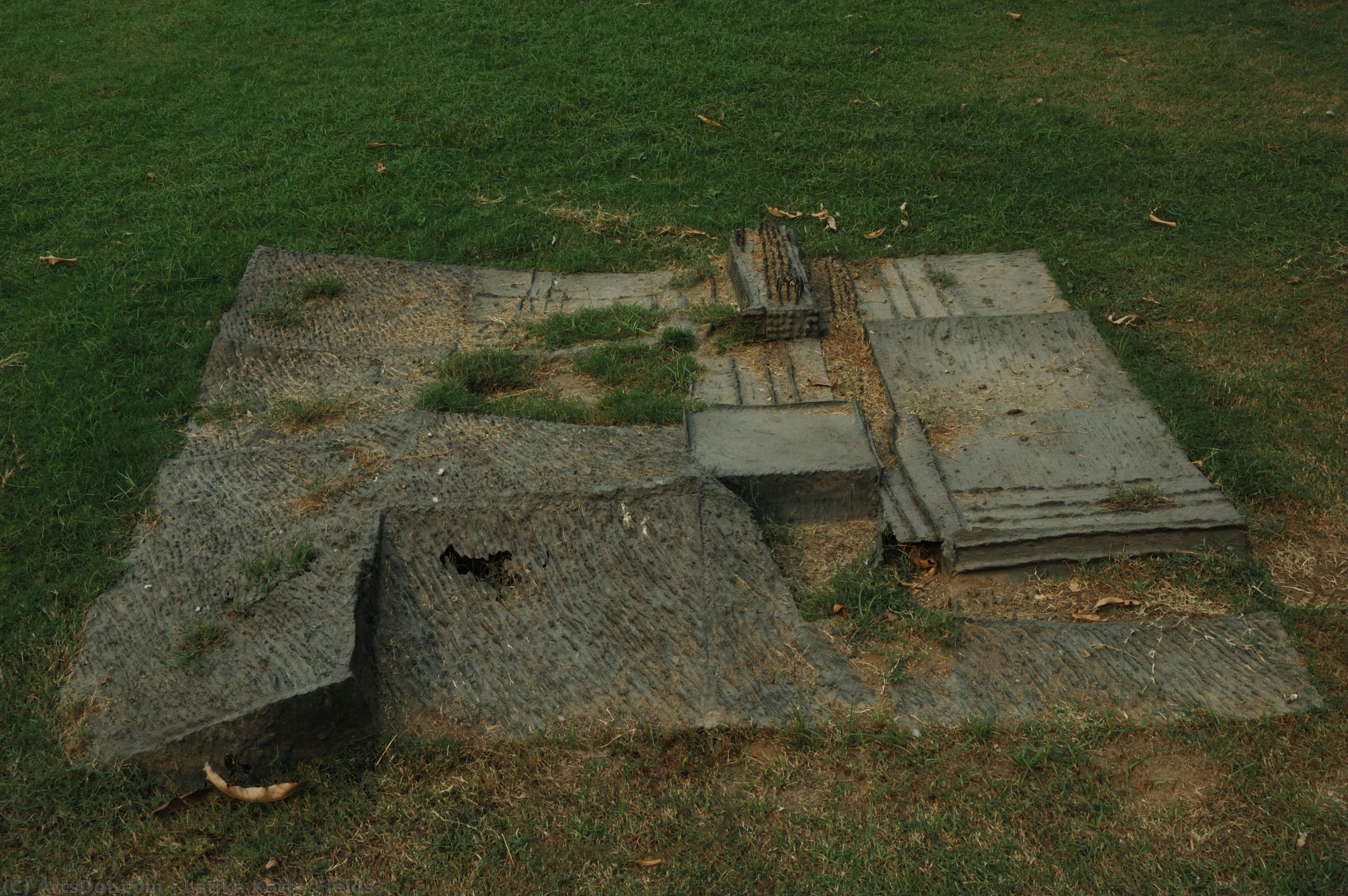 Fields — Latika Katt