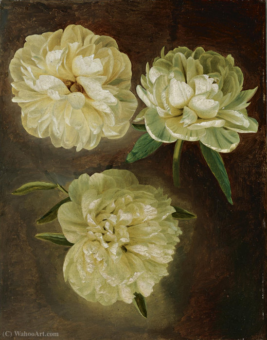 Study Of White Peonies — Gerard Van Spaendonck