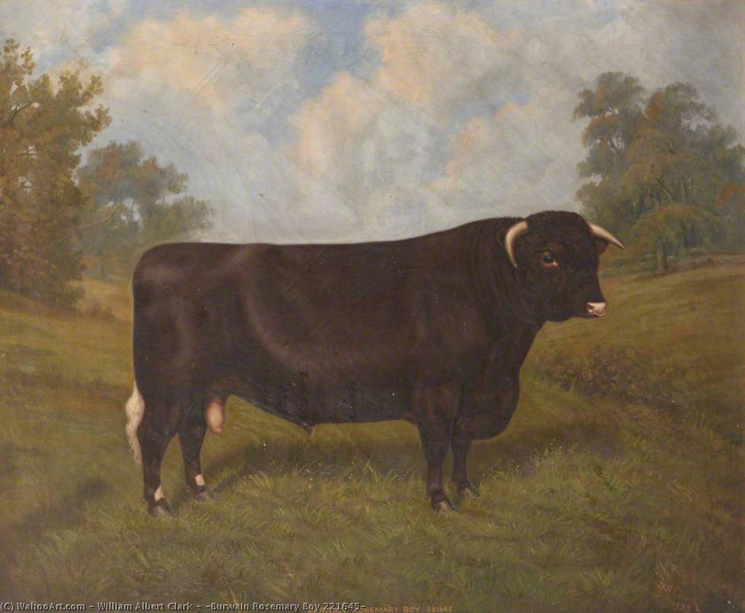 'burwain Rosemary Boy 221645' — William Albert Clark
