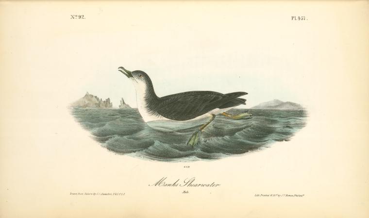 Manks Shearwater. Male — John James Audubon