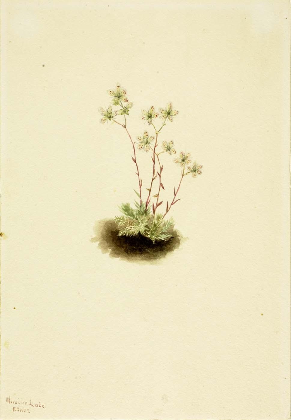 Spotted Saxifrage (saxifraga Bronchialis) — Mary Vaux Walcott