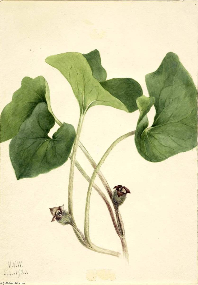 Canada Wild Ginger (asarum Canadense) — Mary Vaux Walcott
