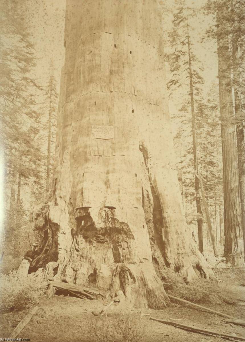 Untitled (aqtdm9) — Carleton Watkins