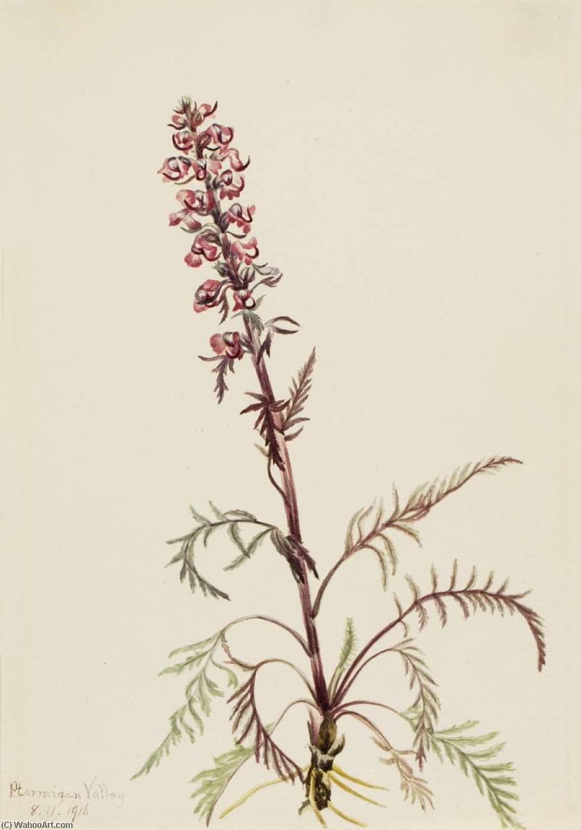 Elephanthead (pedicularis Groenlandica) — Mary Vaux Walcott