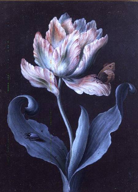 Parrot Tulip With Butterfly And Beetle (gouache) — Barbara Regina Dietzsch