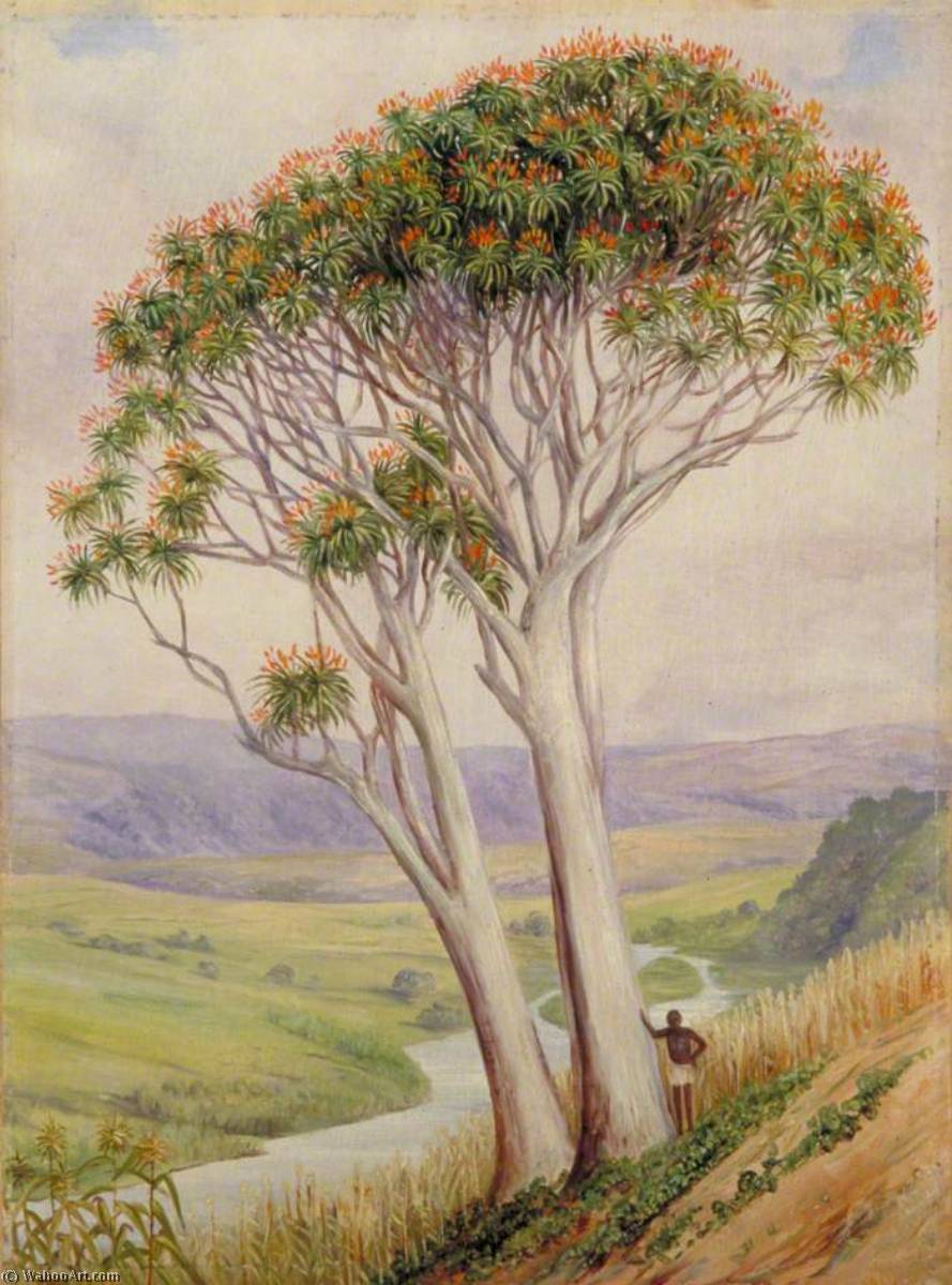 Ein Überrest Der Vergangenheit Nahe Verulam, Natal — Marianne North