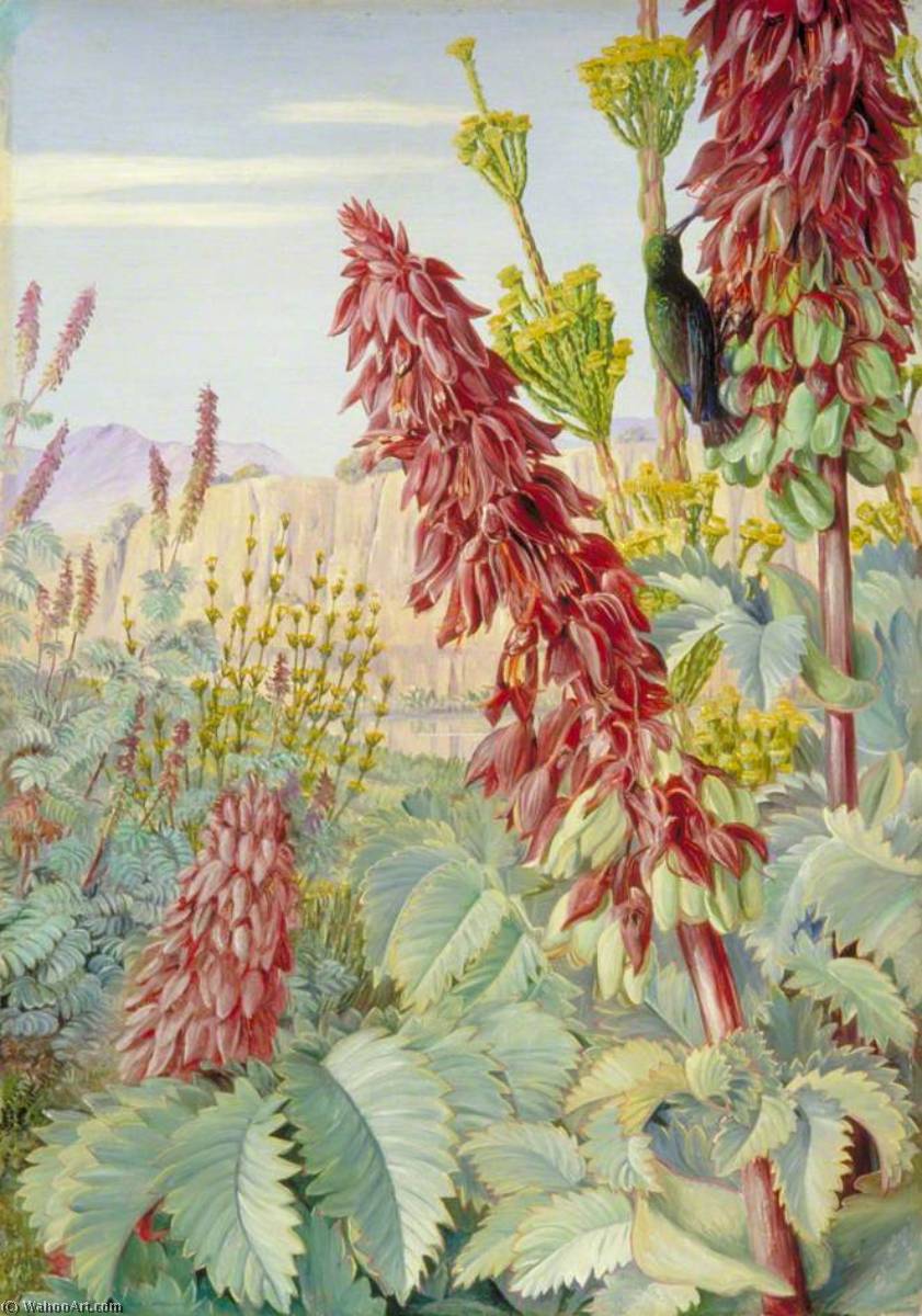 Nichtberühren Und Zuckervögel In Tulbagh, Südafrika — Marianne North
