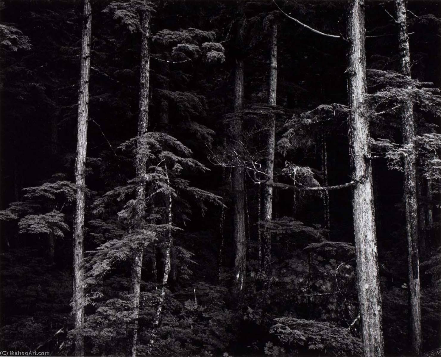 Untitled (pines, Trunks) — Бретт Уэстон